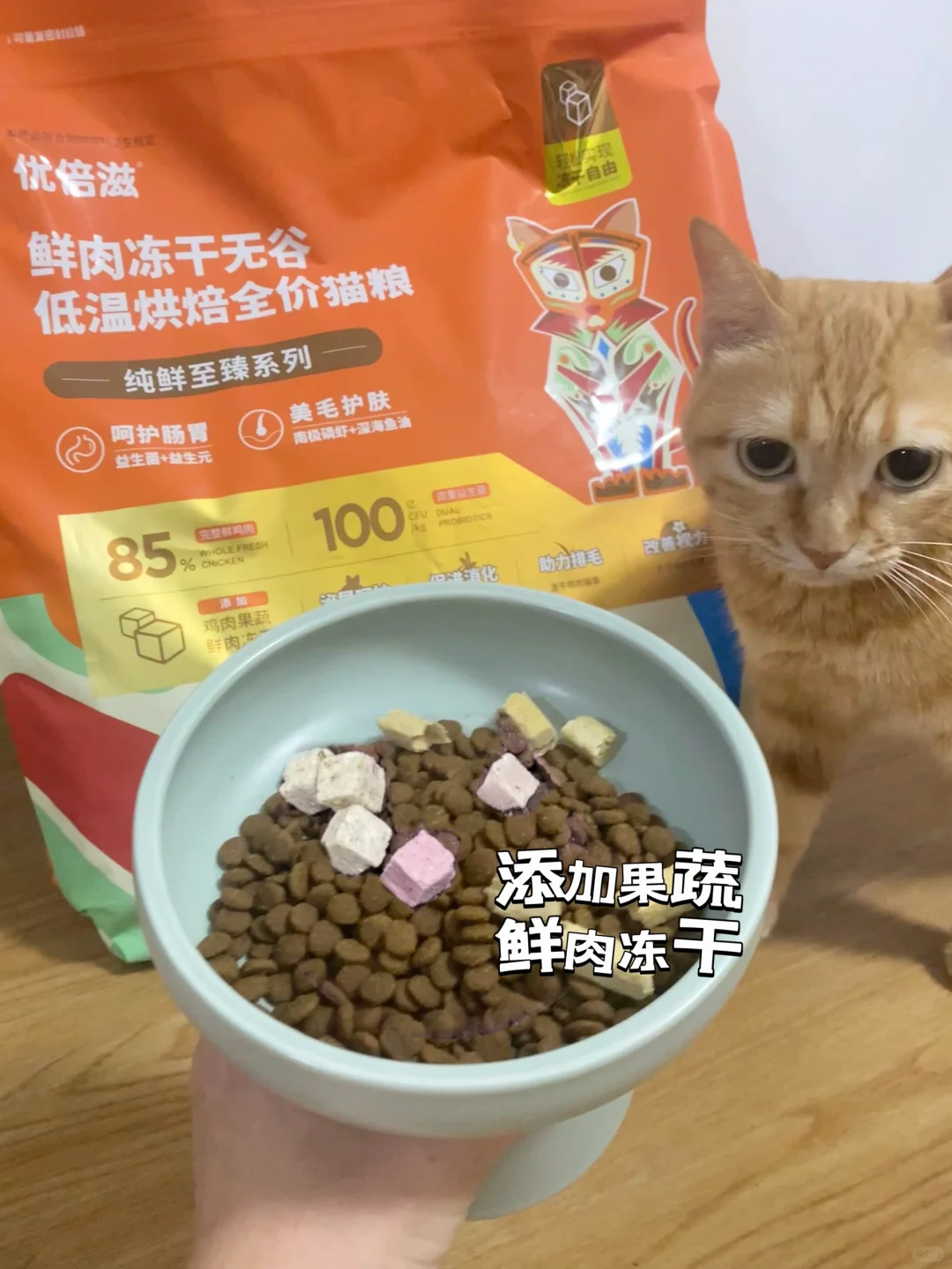 有没有那种看起来被养的很好的小猫…