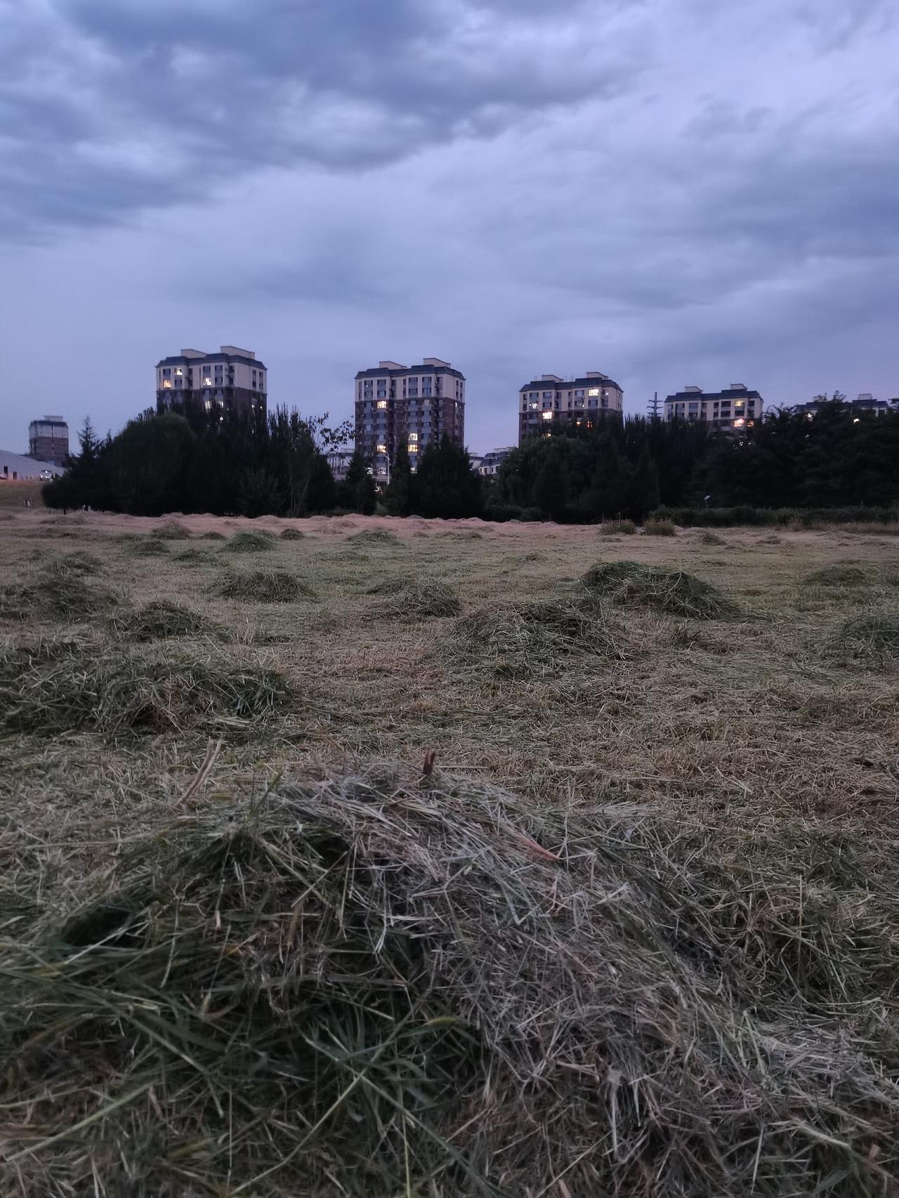 前边一堆一堆的是刚割掉的青草。
草堆搭配着远处的楼房，效果还不错就拍了这张照片。