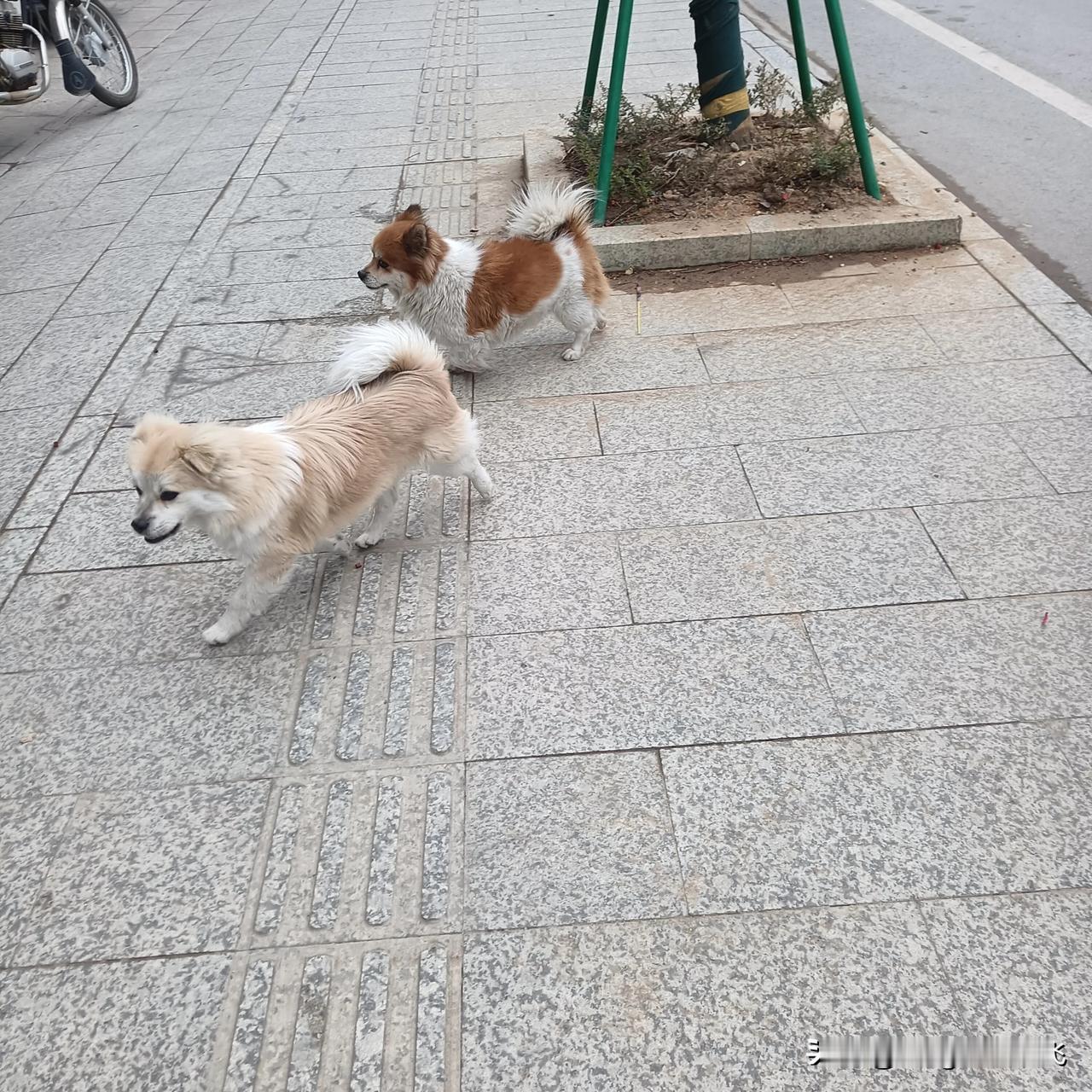 今天早上，我漫步在街头，又看见了那两只美丽可爱的狗狗，它们在对我摇头摆尾呢。
动