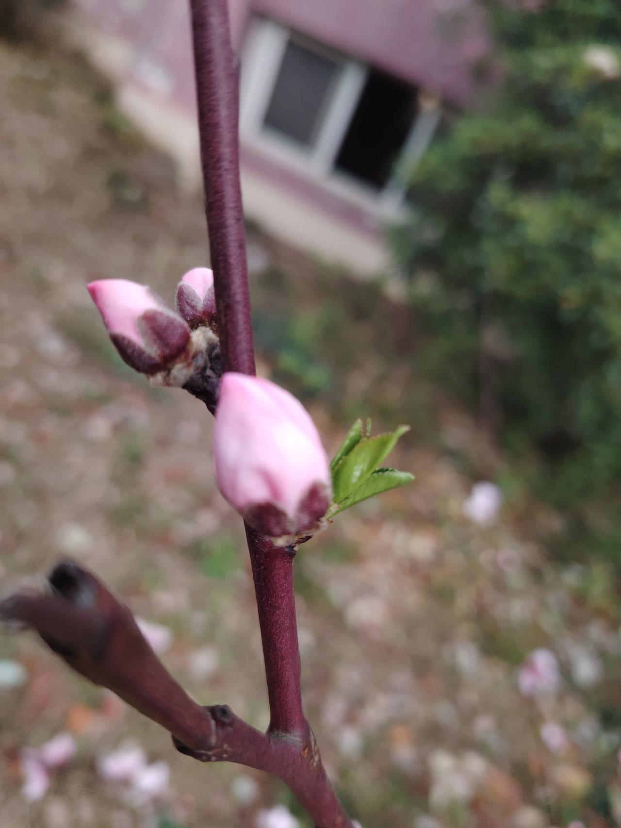 今晨送罢孩子上学，我便独自绕着小区慢跑了一圈。

虽已步入三月，晨风吹在脸上仍凉
