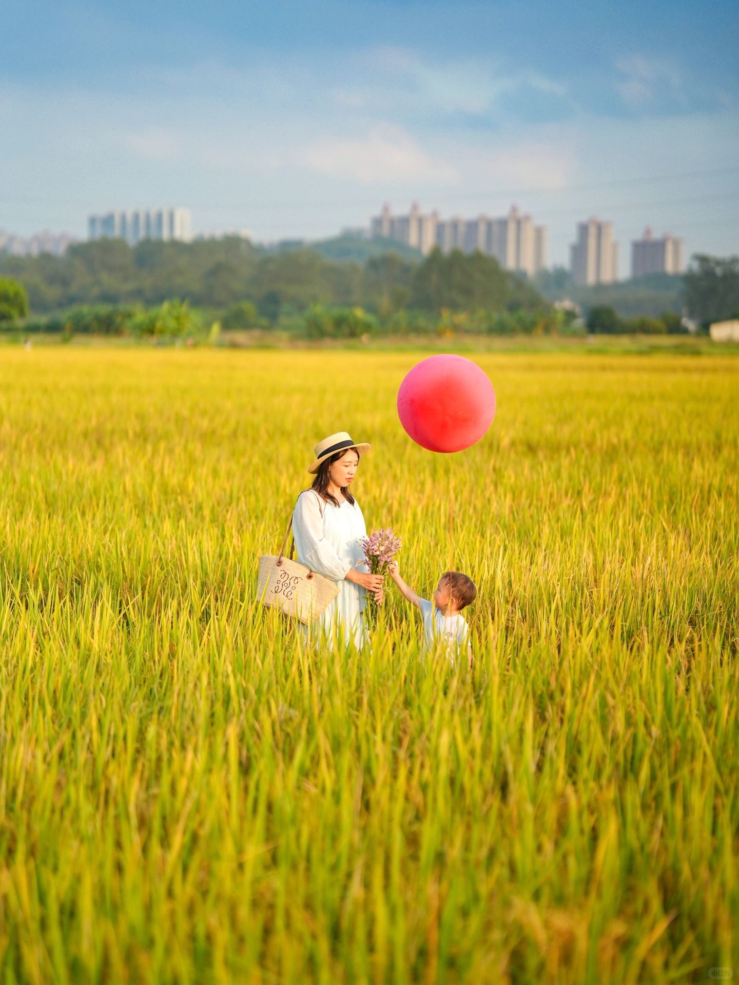 广州千亩稻田公园🌾已金黄色啦～11/5号实拍