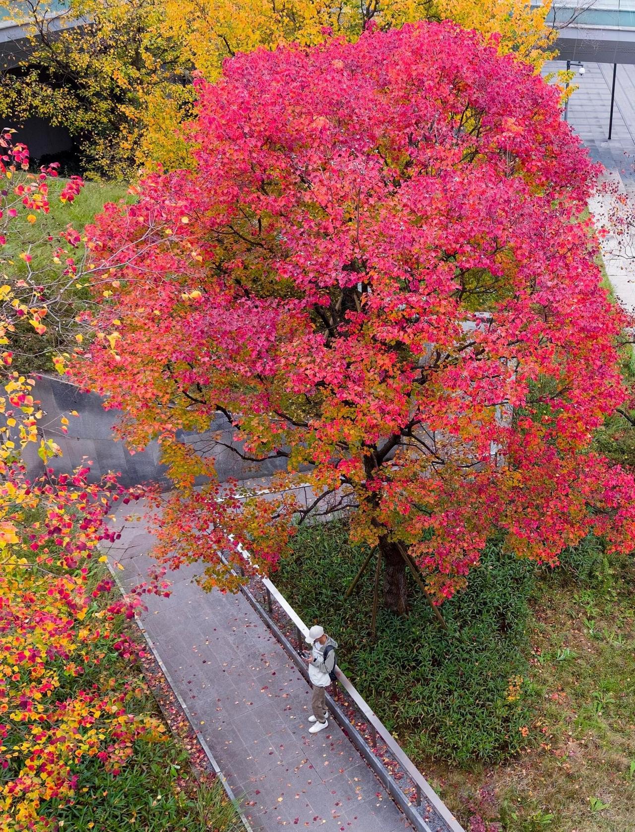 原来乌桕树可以这么好看！！！ ​​​