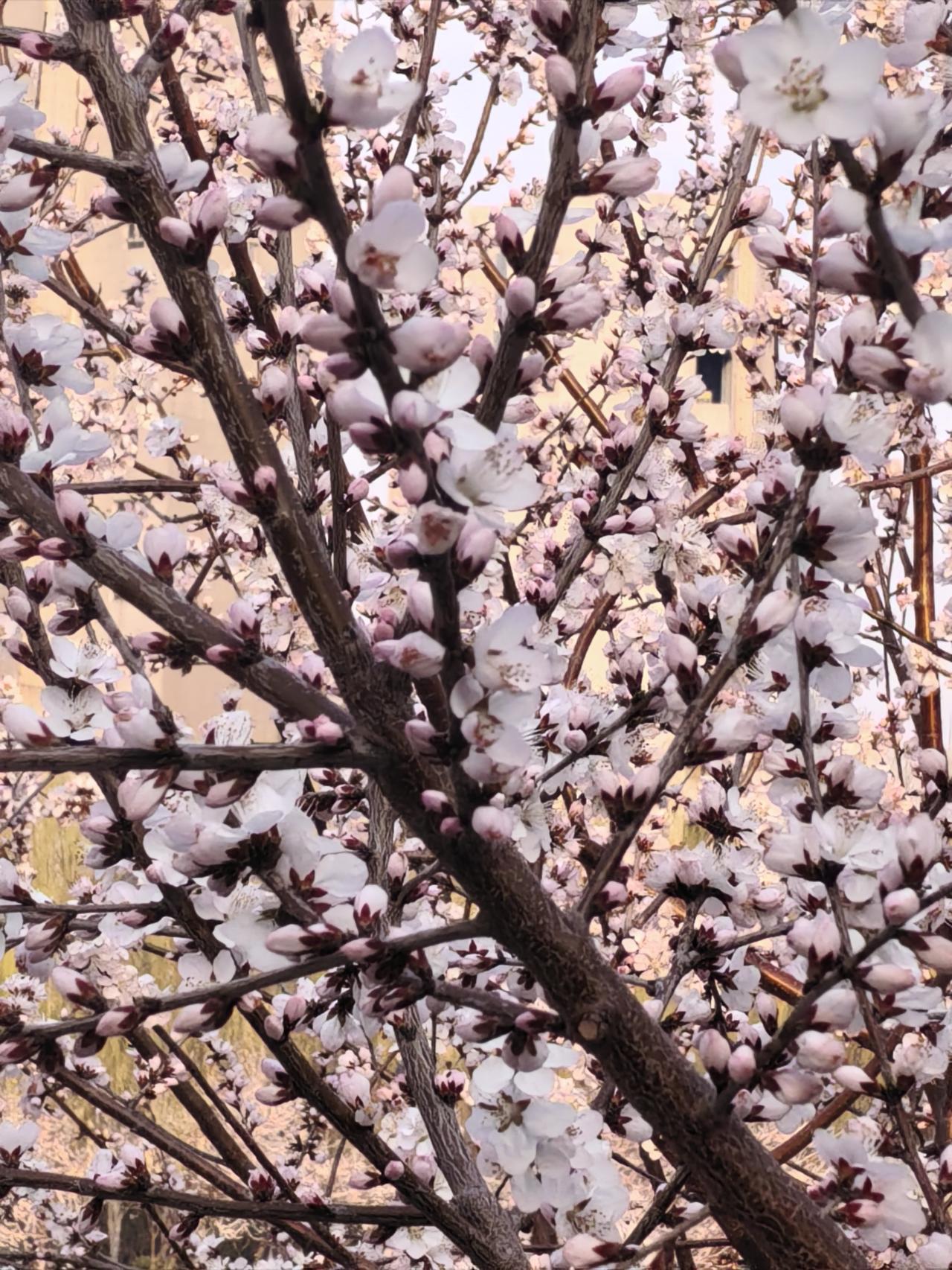 天津红桥桃花园桃花节｜春风十里，不如这片桃花开
 
天津的春天，总要去红桥桃花园