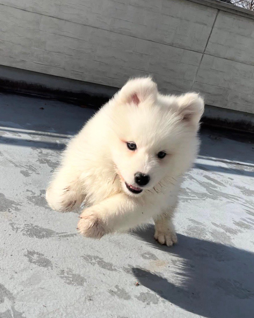 飞天小狗来咯！ 