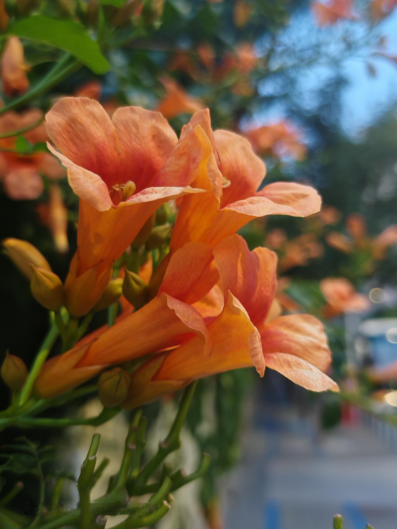 橙花艳，绿叶簇，繁华似锦映街头。北京通州砖厂南路凌霄花