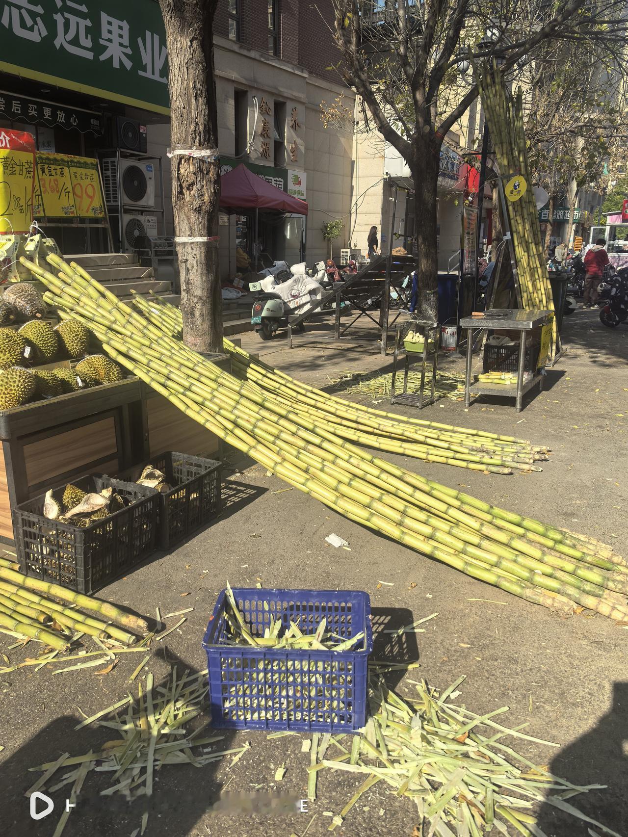 正是甘蔗大量上市的季节，一出门，仿佛到处都是小贩的吆喝声。我是最爱吃甘蔗的，往年