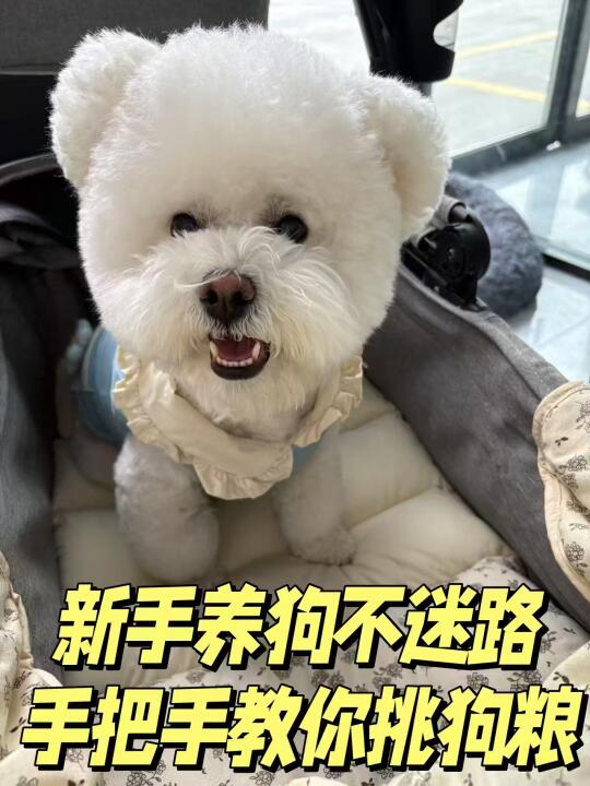 新手养狗不愁！选粮秘籍一篇全掌握