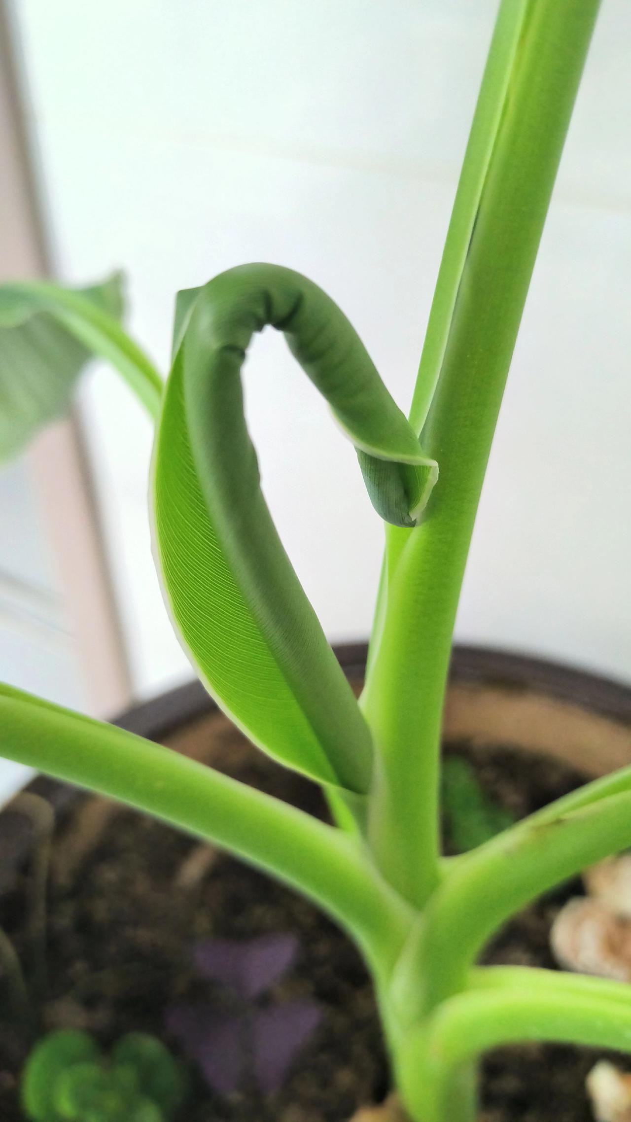 每一支都是先弯后挺，露尖，长高，长大，长壮……挣脱原来的束缚然后支棱傲骄，有点儿