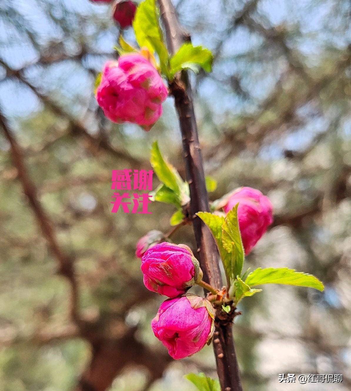 西交大校庆日四月八日越来越近，同学们相聚活动也有条不紊进行，不过我们没有选在校庆