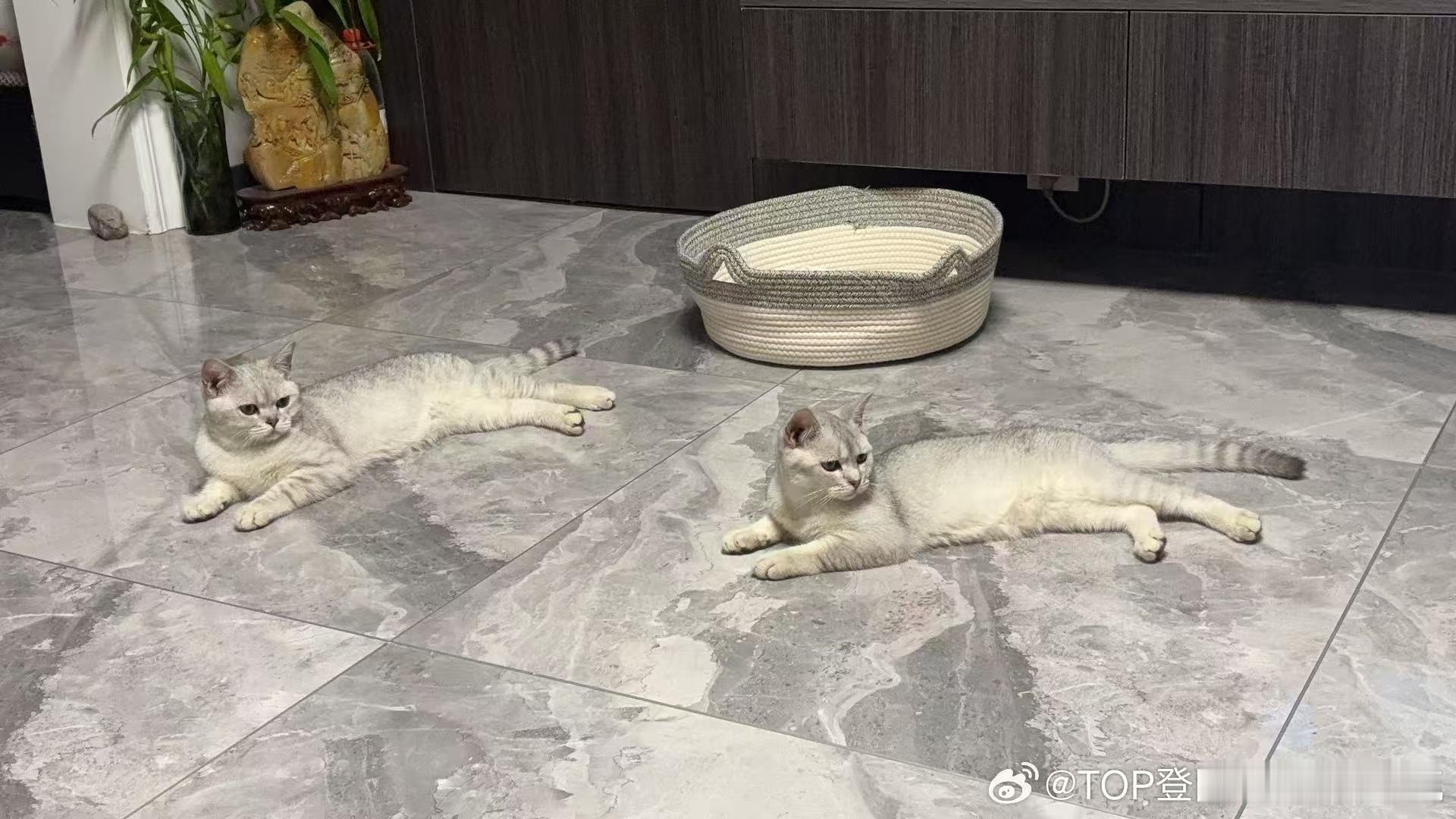张泽禹征集猫咪名字 张泽禹带回家了两只小猫咪，每一只都超级可爱！快来帮忙给它们起