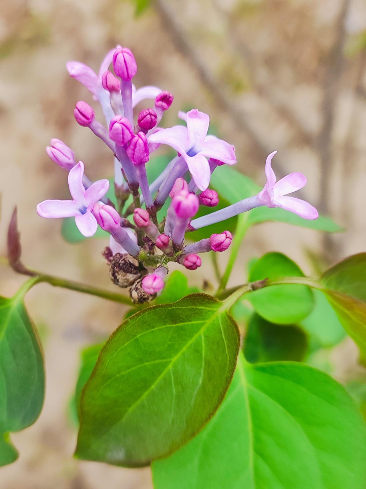 丁香花

丁香花开了，公园里很多地方都有。颜色有紫色，白色两种，香味扑鼻。