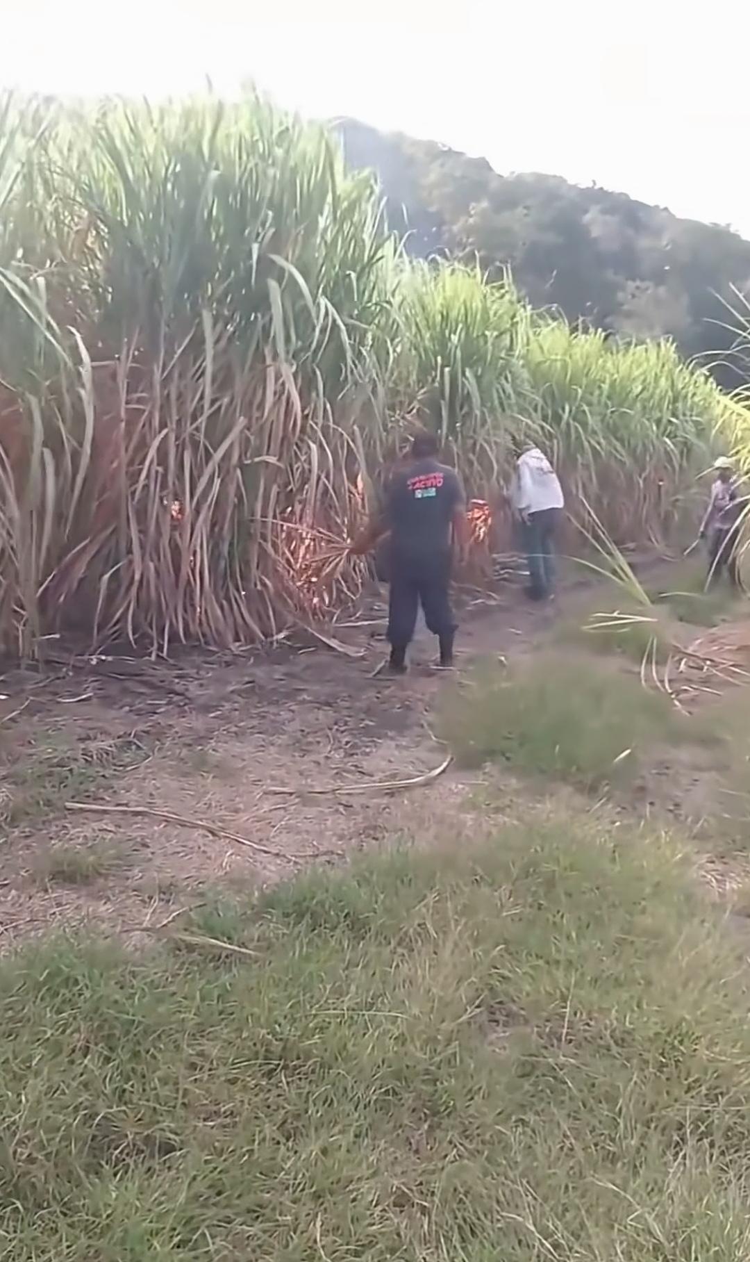 这片甘蔗明明都能砍了售卖，为何这几个人却一把火将其点燃？这究竟是为何？
莫非地里