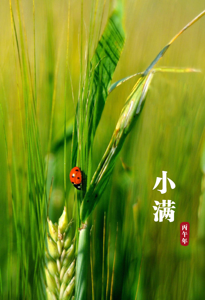 小满节气里的烟火诗意小满 此刻，年轻的麦子，正站在时间的河岸，对美好生活的期待，