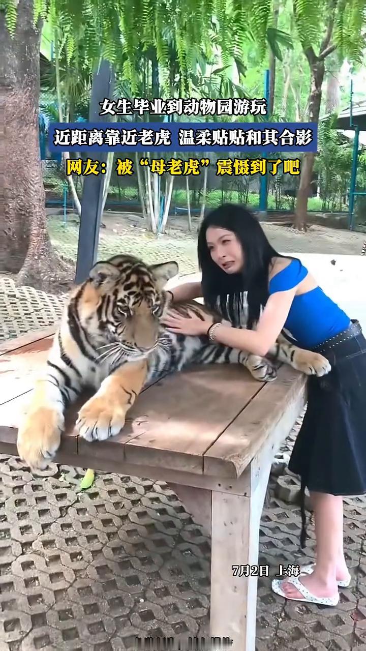女生毕业到动物园游玩，近距离靠近老虎温柔贴贴和其合影。网友：被"母老虎"震慑到了