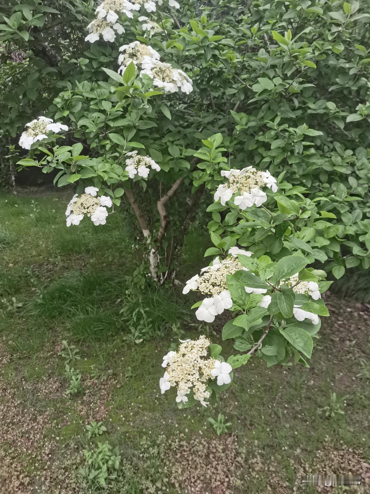 春日生活打卡季琼花一般在4、5月开花，花期大概20天。在扬州苏州等地，每到花期，