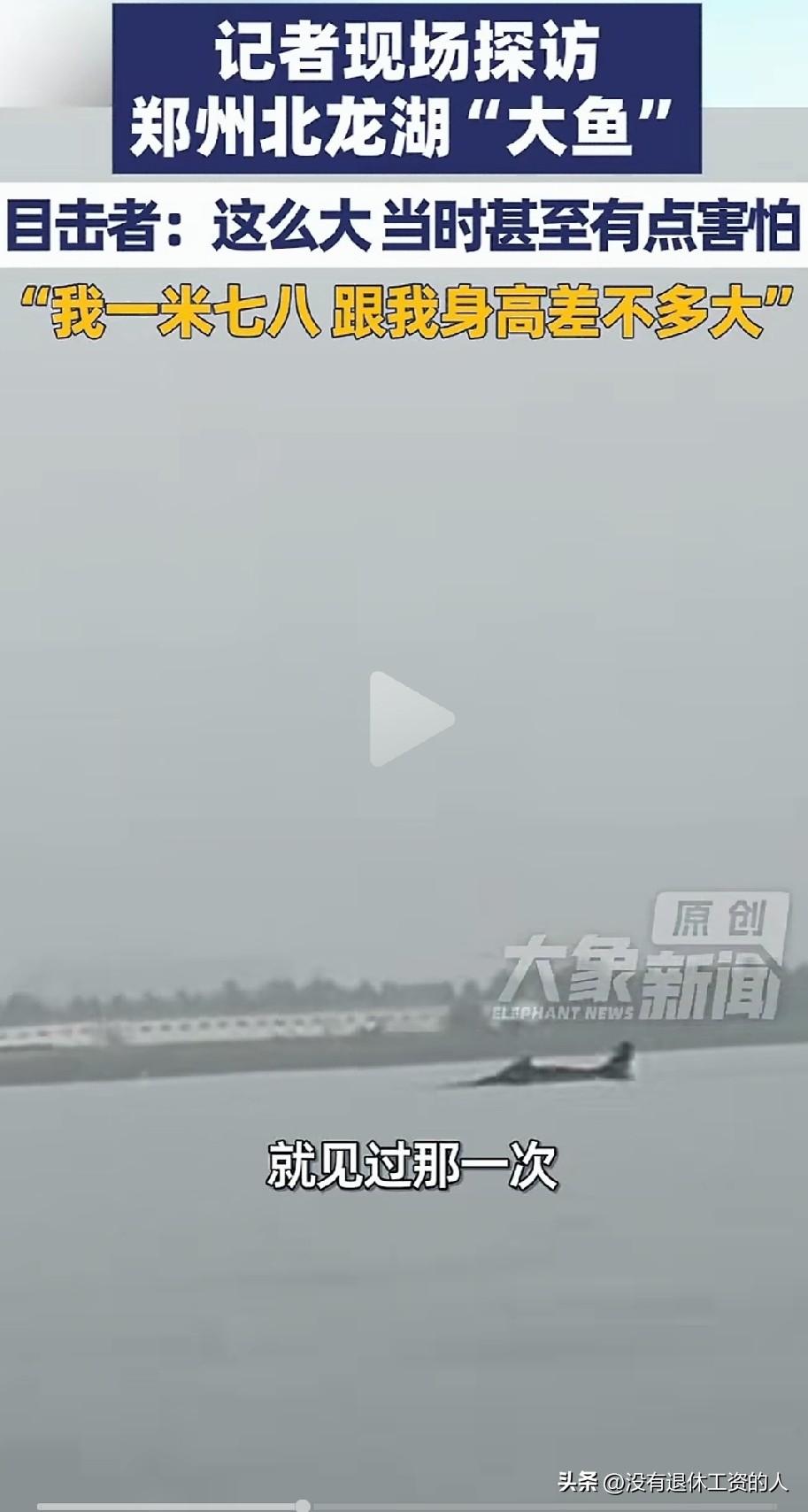 这条大鱼看上去有3米多！

近日，在河南郑州的北龙湖湿地公园河里，有网友拍摄到了