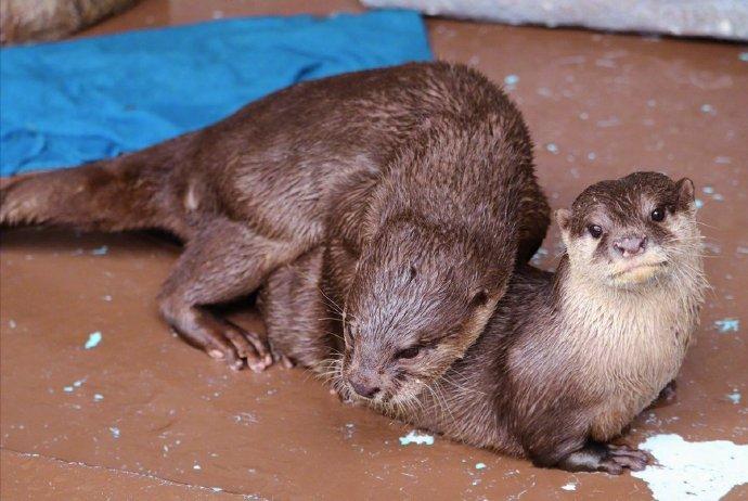 摆着“我男朋友真没用”严肃脸的水獭女朋友，仿佛听到了透出屏幕的一声“呵，就这？”
