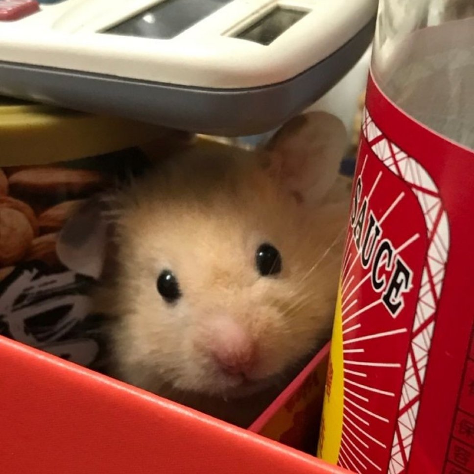 鼠鼠来咯🐹🧀️🥣 ​​​
