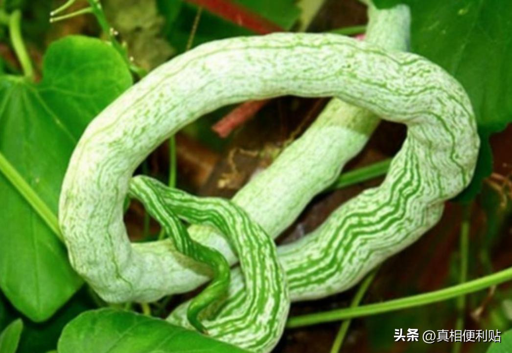 印度蔬菜为何不被认可？我国从印度引进一种长得像蛇的瓜，亩产可达5吨，奈何几十年来