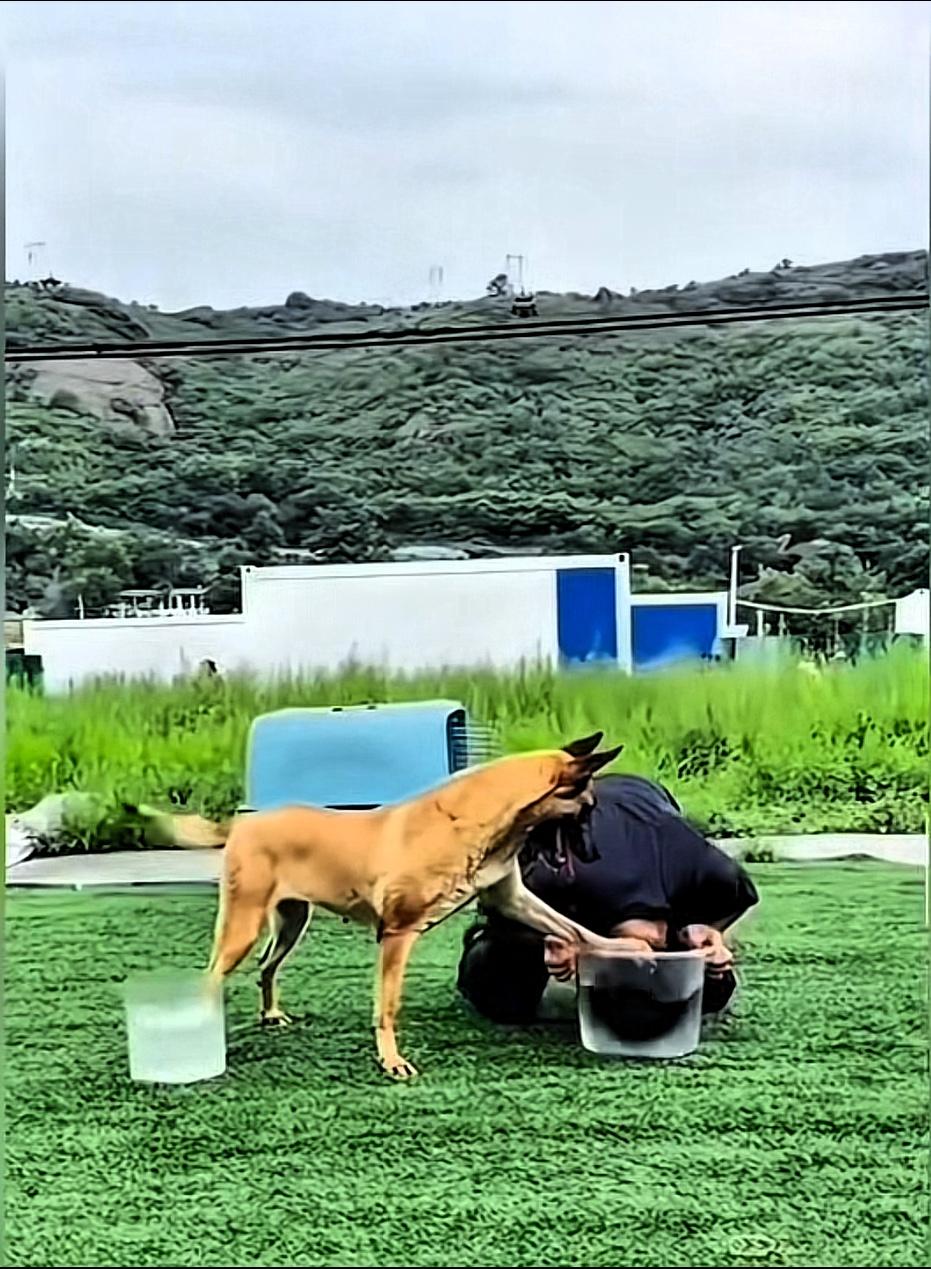 刷到这个视频太有意思，主人用装水的桶试探狗狗，狗狗本来就是做事虔诚的动物，狗狗直