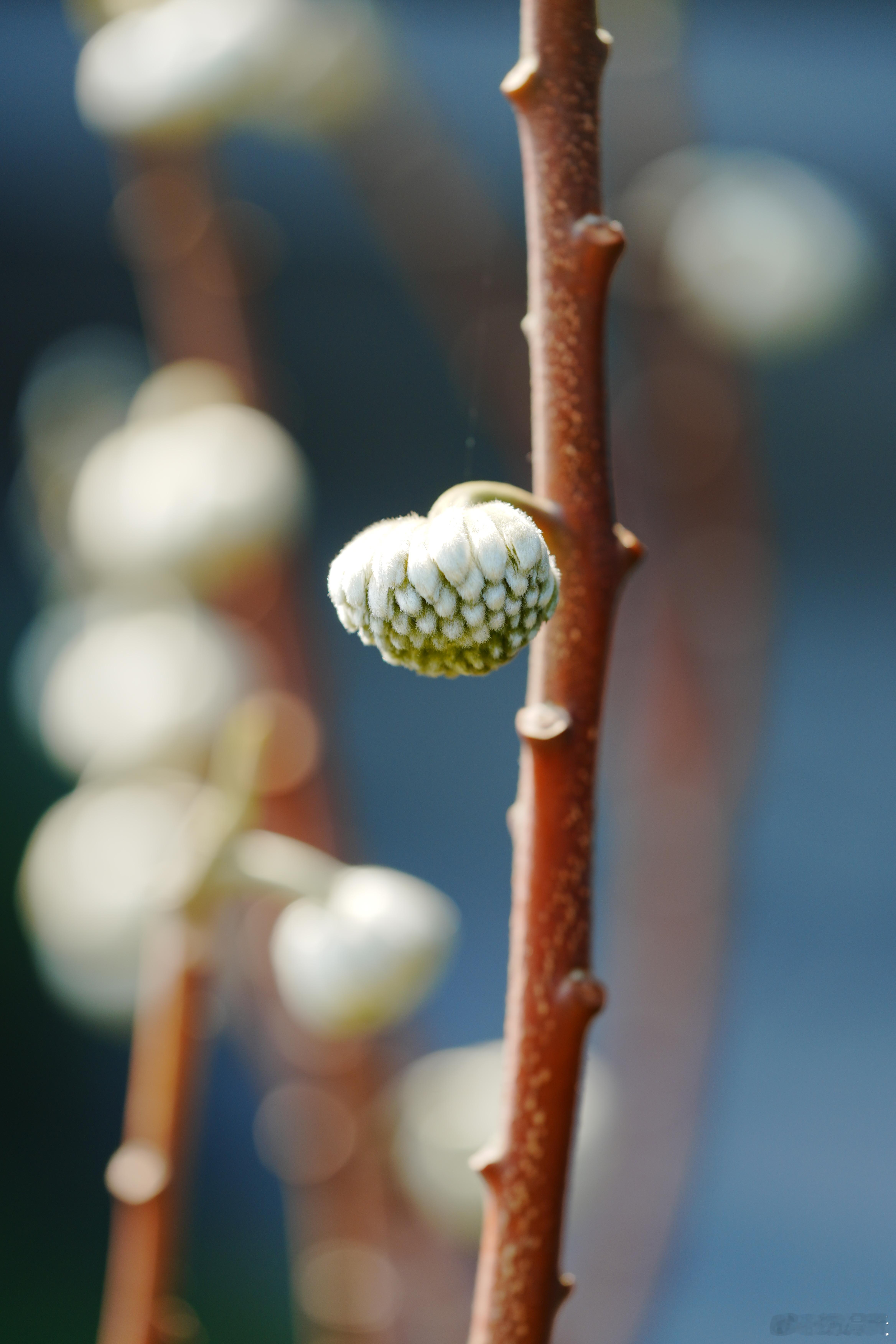遇见结香，遇见温柔。愿所有美好，都如期绽放。✨蜗的摄影日记