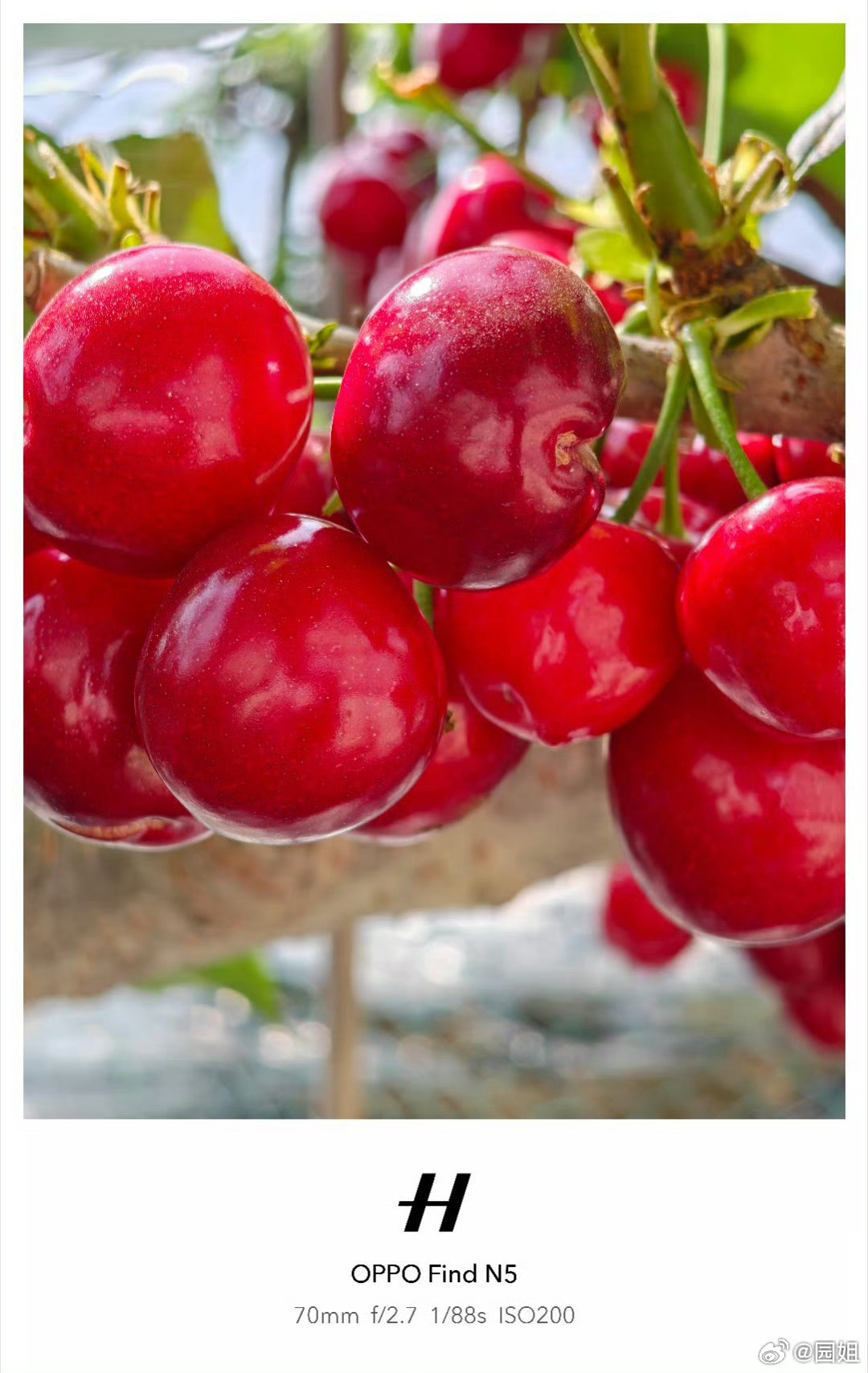 #车厘子价格暴跌近40%#已经差不多三年没买过进口车厘子了，主要是我们本地有一家