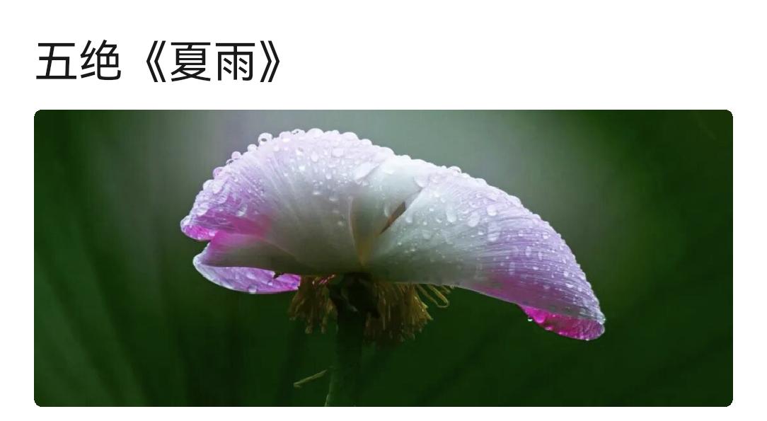 《夏雨》二首
（一）
临窗听雨声 ， 淅沥小蝉鸣。
偶尔见竹叶 ， 素衣朝露浓。