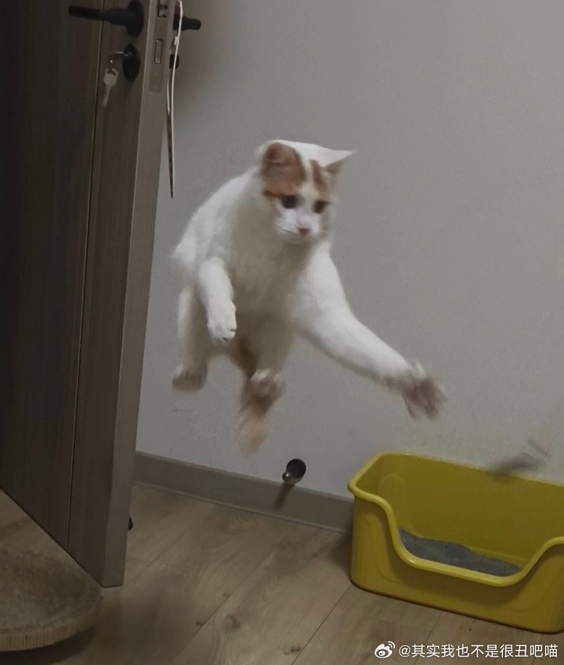 50365【丑猫】功夫 