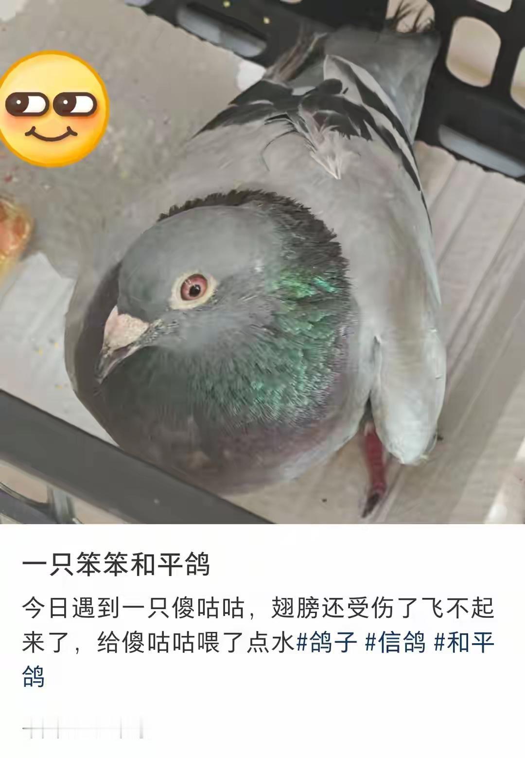 有一只笨笨的小咕咕，翅膀受伤了飞不起来啦！被北京网友发现。

受伤的小咕咕，被北