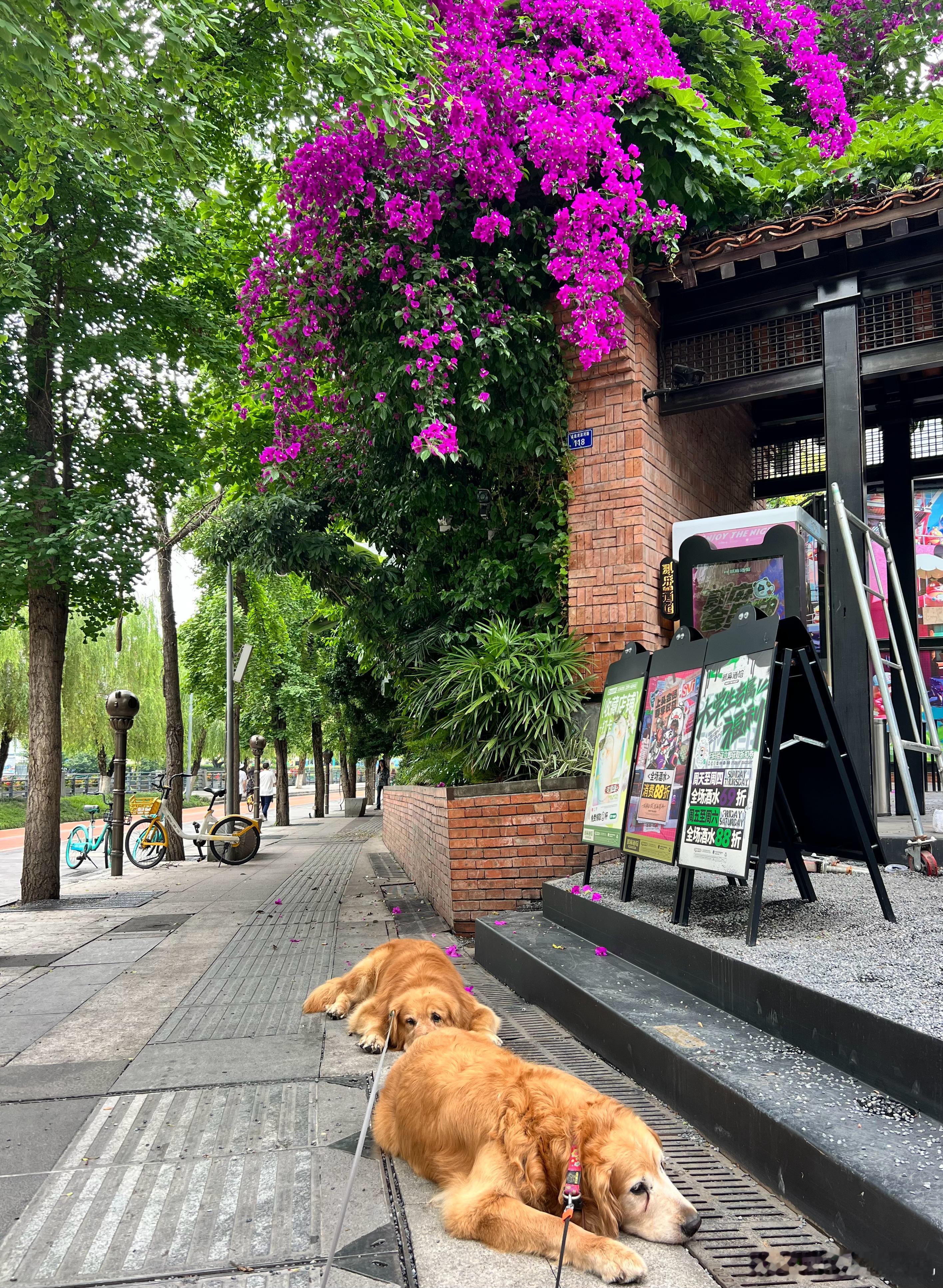 每次到这边，都好想再租个房子搬回来住。来成都第一个租住的地方，那时候好年轻呀，狗