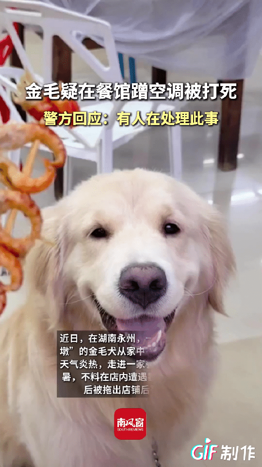 湖南永州一只金毛狗狗去餐馆蹭空调，万万没想到狗狗进去6分钟，就被店家用扫把扫出门