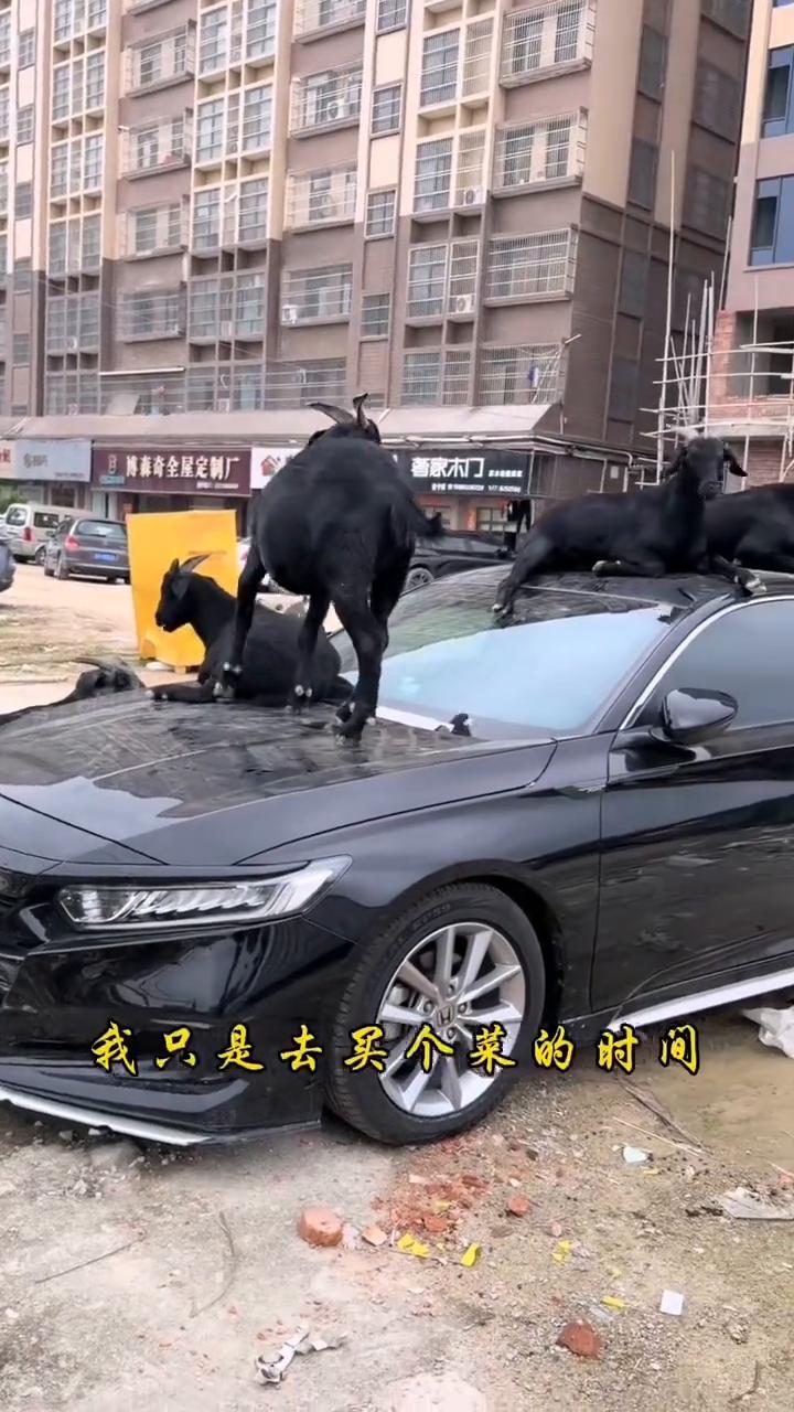 万万没想到，我只是去买个菜的时间，结果回来却见到七八只山羊在我的车顶上上跳下窜的