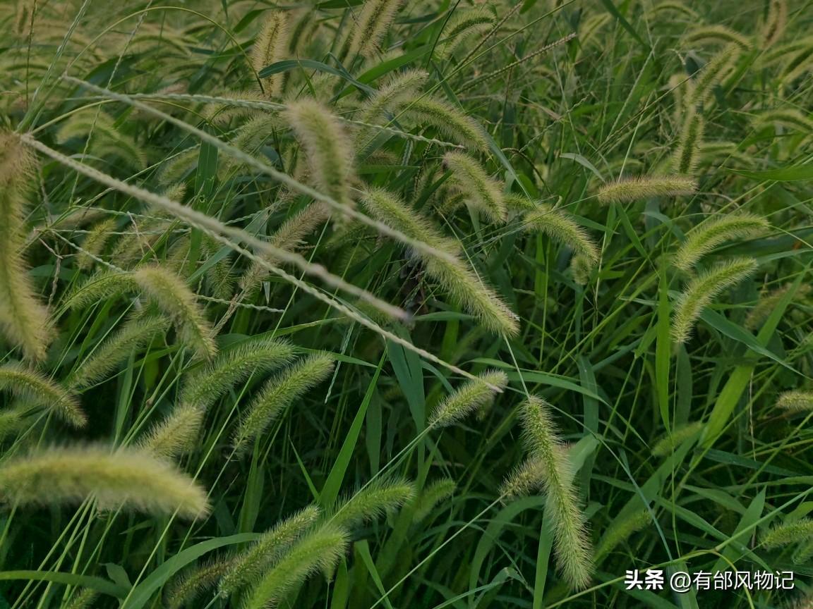 武功方言：这个生僻字，本地人张口就会说
     “敹”，读音liáo，大多数都
