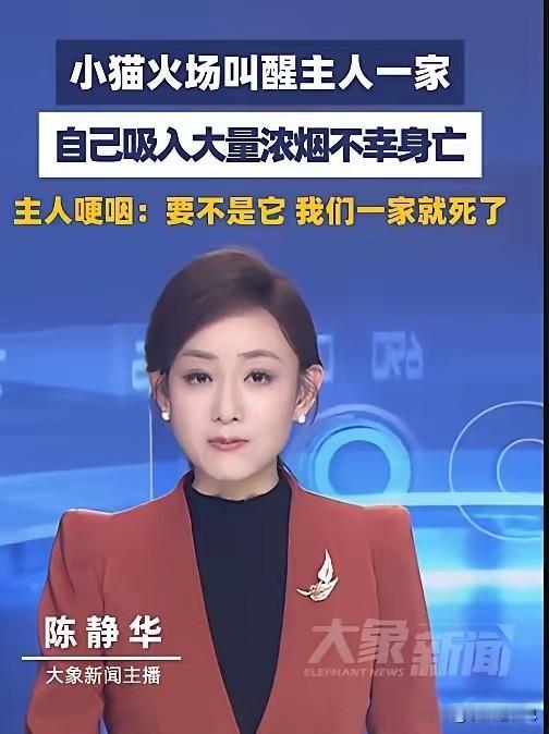 深圳一户人家凌晨4点多钟，突然发生火灾，家中浓烟滚滚。   然而屋内的小猫却发出