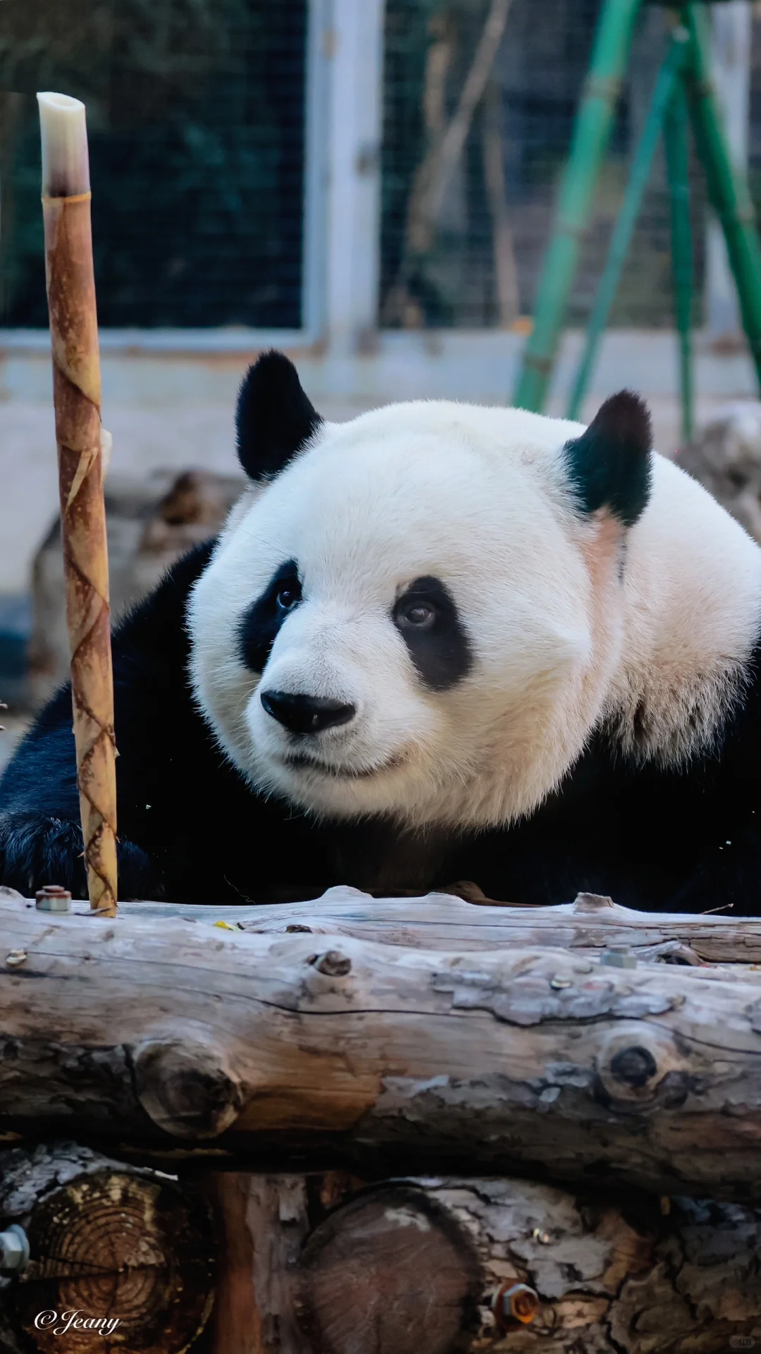 1根笋与2根笋😍萌兰的表情有区别🐼