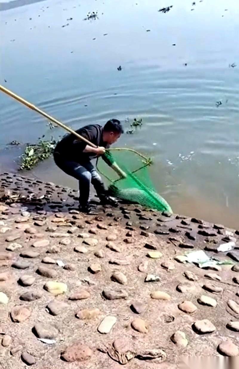 鱼都进网了。
半米长的大傢伙，在网里扑腾。
他笑了，我也以为这事儿就成了。
结果