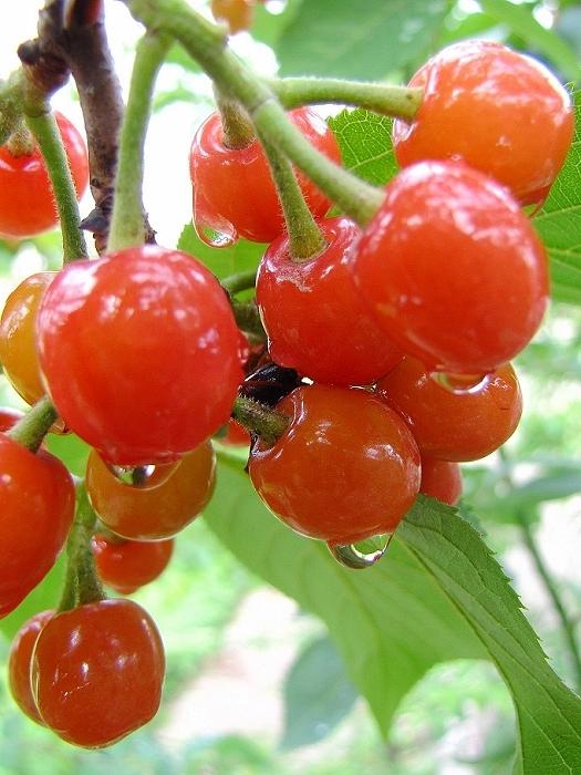 樱桃熟了
春天的第一口鲜
樱桃上市了！每斤20元。
红红的，带着露珠，色泽诱人，