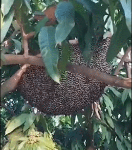 蜜蜂挥动翅膀，试图吓走接近的动物 ​​​