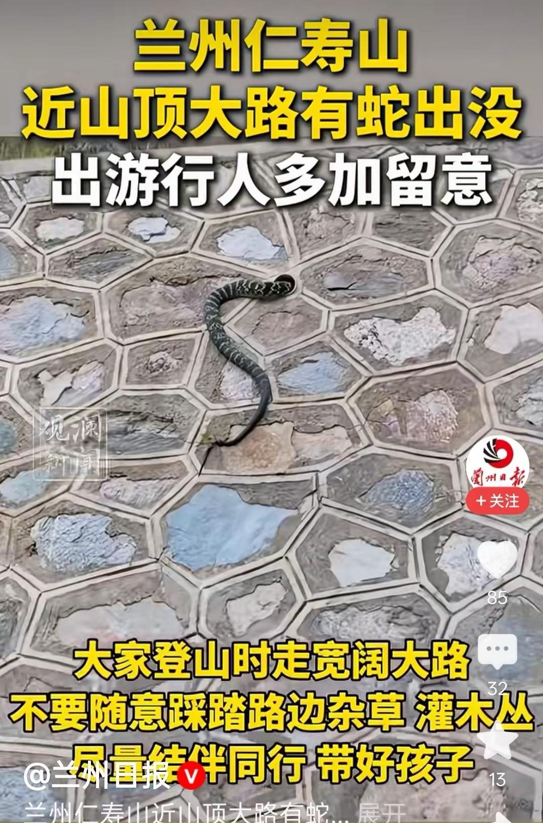 近日有网友爆料，在兰州仁寿山旅游景区大路爬山的时候，在接近山顶的时候有蛇出没，希