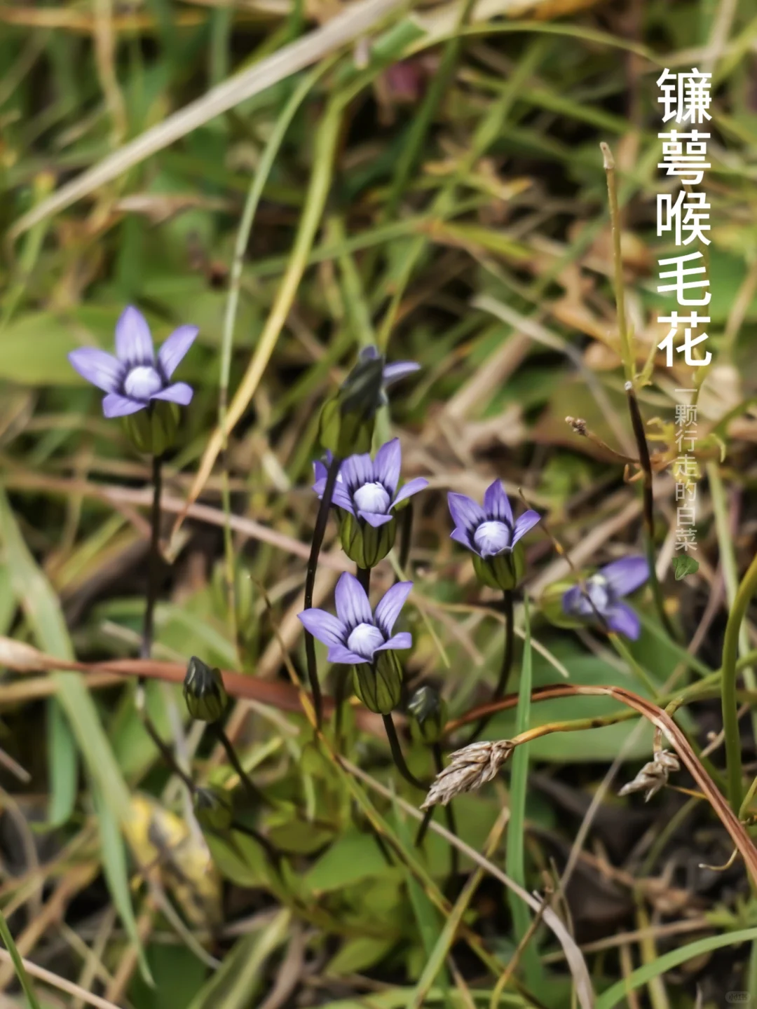 镰萼喉毛花｜那一抹魅人心魄的紫