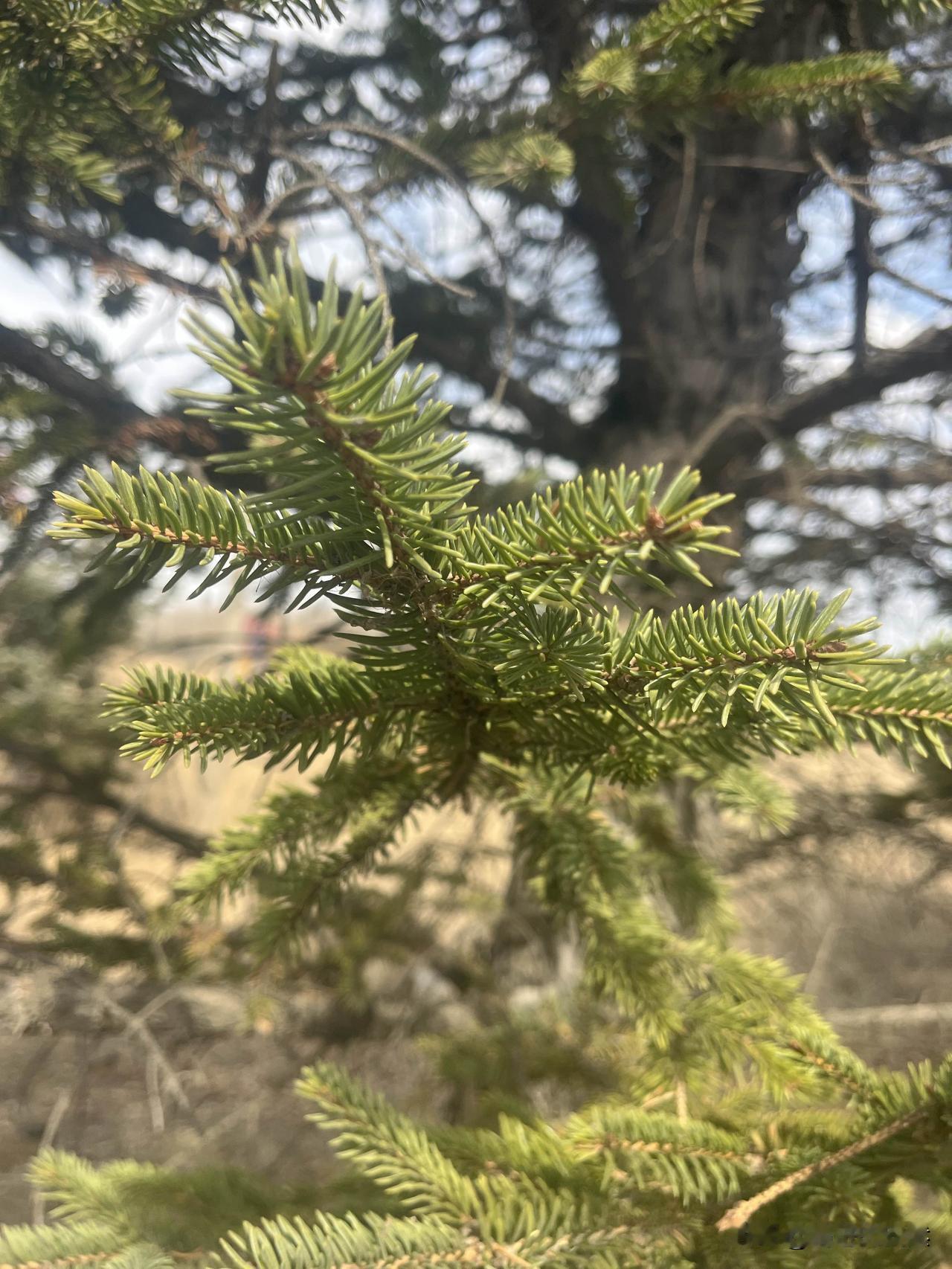 和二年级的儿子相约，一起寻找春天。东北的春天来的比较慢，冷冷暖暖，总是羞涩内敛。