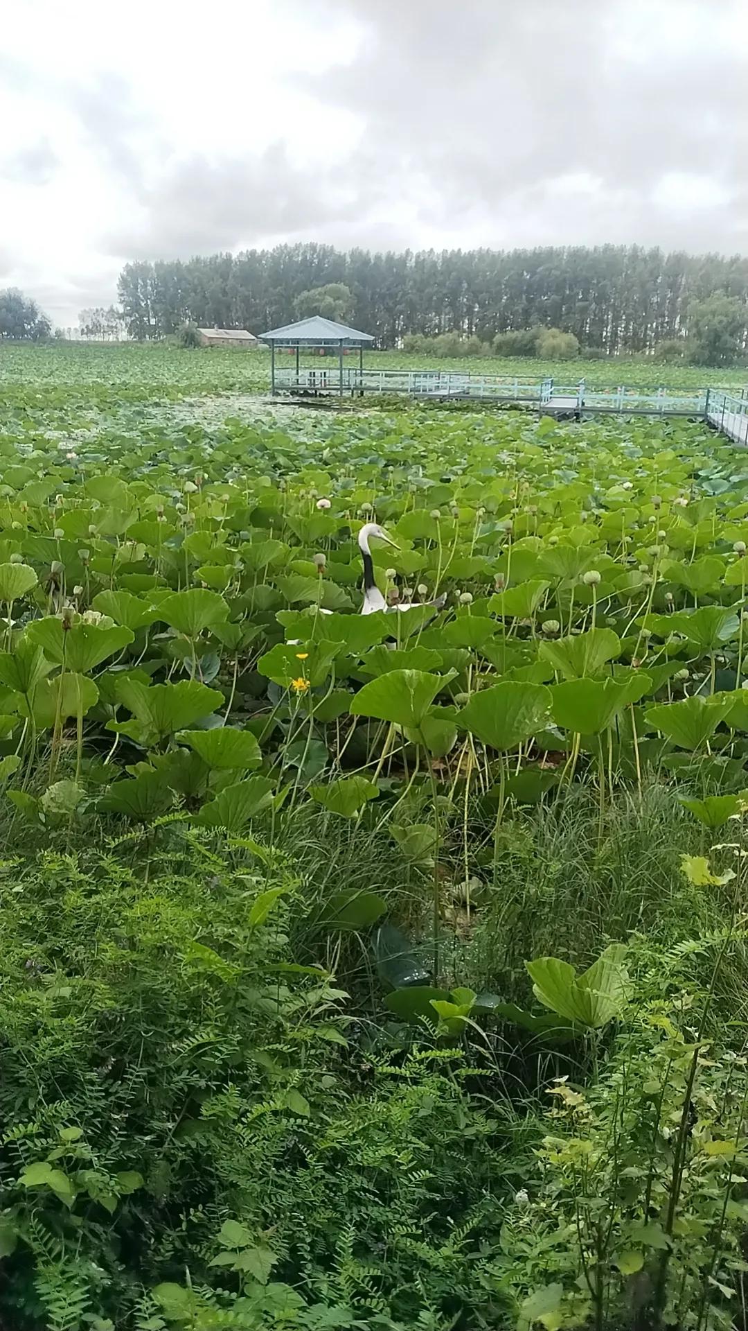 我现在经常看网络文学，发现有很多地方不规范 ，生活中也有很多孩子看这些文字。
