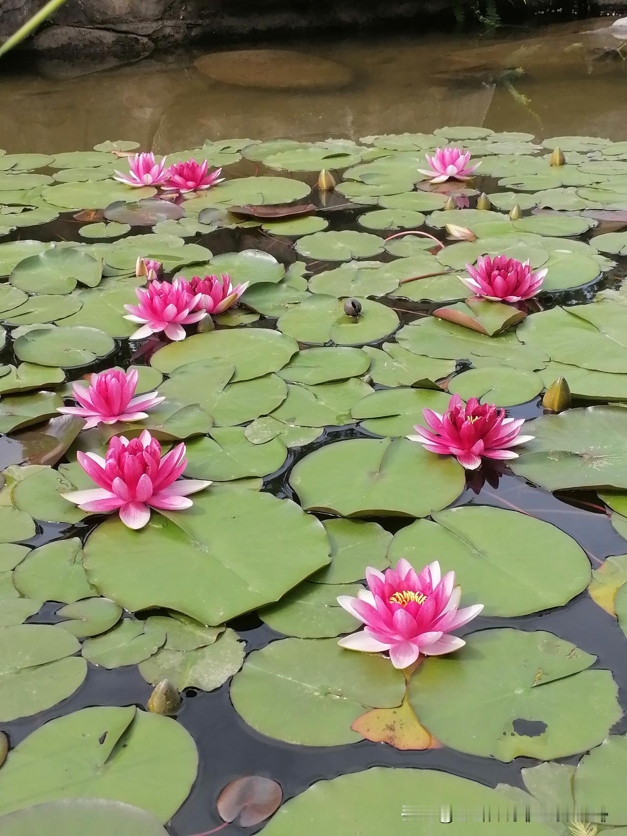 随手一拍分享最美的花