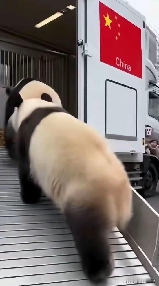 今儿刷到旅日大熊猫回国那视频，
真是给我看乐了。
平时看送别场面都挺伤感，但这俩