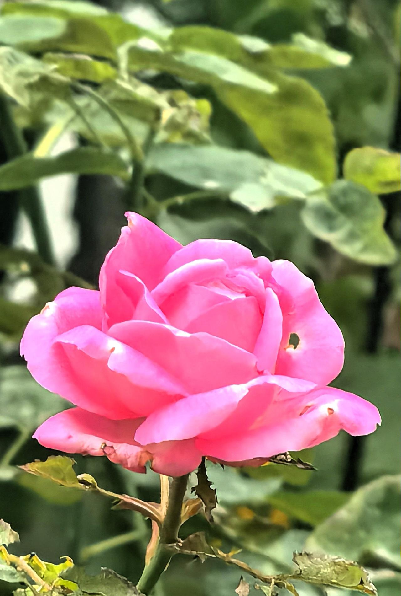 分享随手拍的小野花秋日园子里的花儿，在阳光的温暖下拚会绽放。