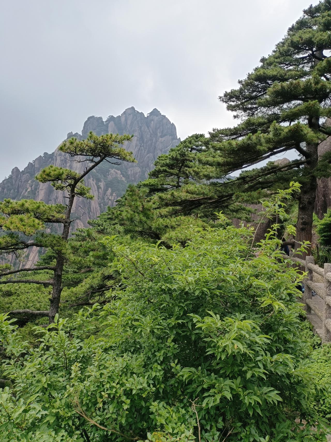 交换一张黄山的照片黄山奇松乃黄山四大奇绝之一