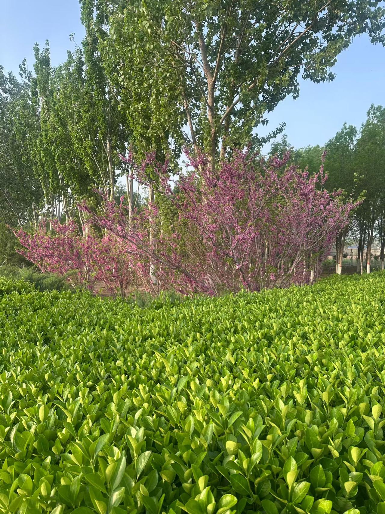 晒出你的本地生活沧州的四月天，真叫一个风云变幻。上一秒还晴空万里，风一吹，说变就