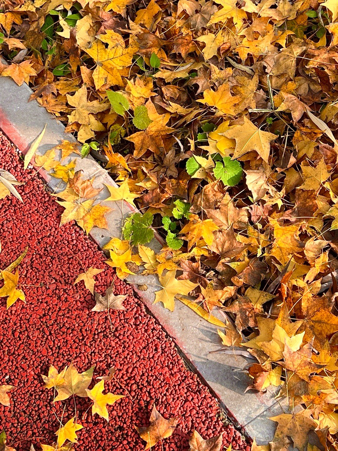 周末的时光伴着纷飞的落叶撒在路上。色彩的点缀就像一副漂亮的画板