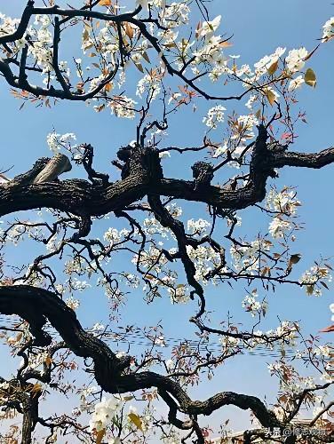 老干疏枝映碧天，
新花次第占流年。
人间纵有风霜至，
心有阳春自不迁。
依《老树