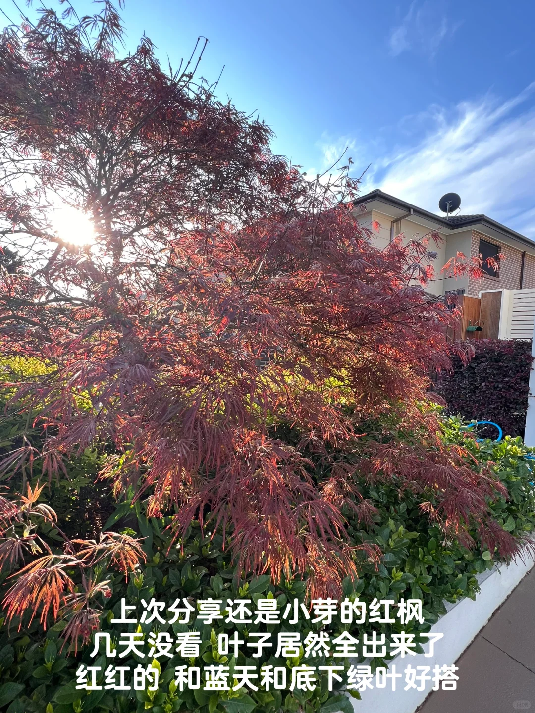 悉尼养花人 月季裸根到成花的喜悦🌷